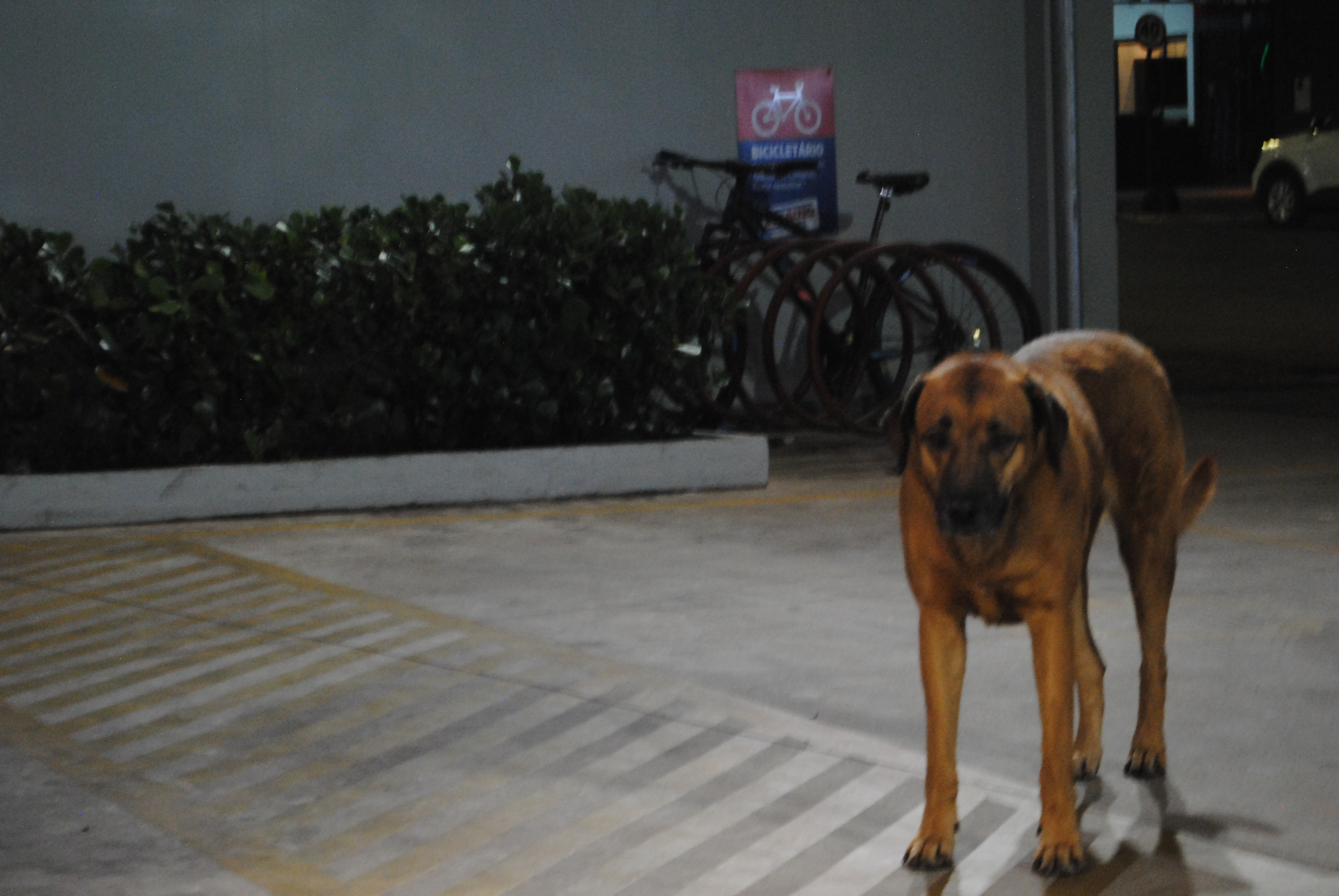 Stray, female dog from my hometown.